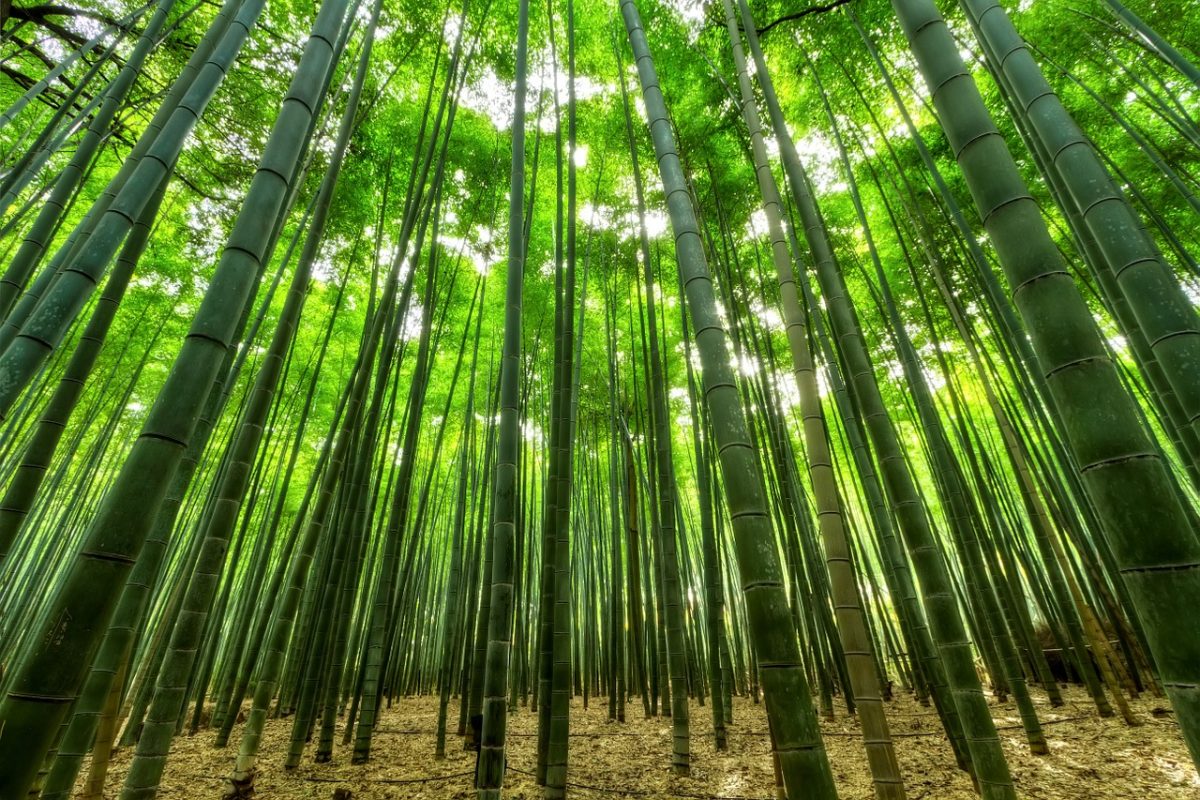 bambú sostenible